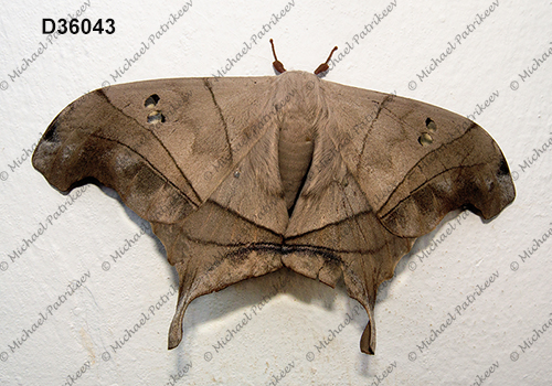 Dysdaemonia brasiliensis